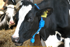 snimac-pohybove-aktivity-dairymaster-moo-monitor-na-obojku